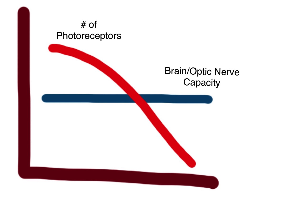 My Vision in Medical Terms Blind Scholar